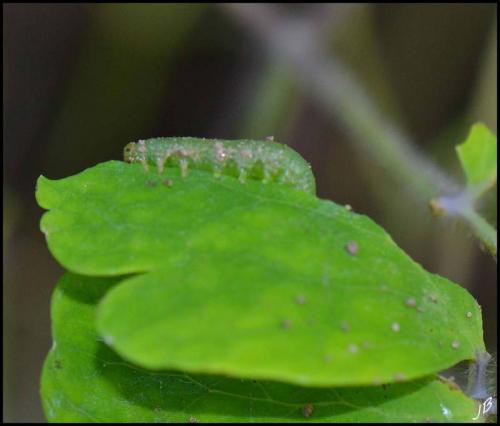 Réf. 193 360 : Pristiphora rufipes